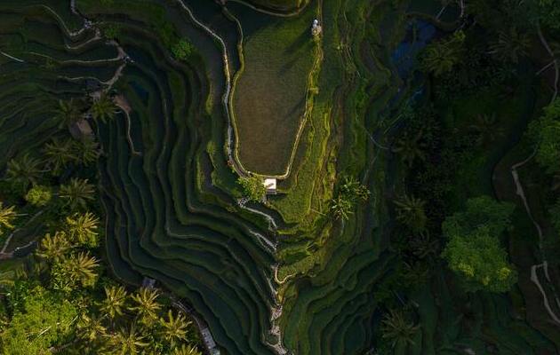 Tegalalang Rice Terrace