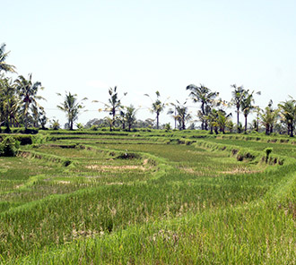 Rice Paddy Field
